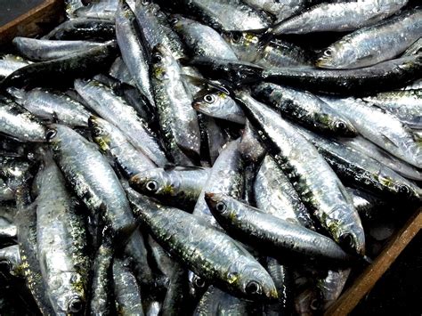 picture of sardine fish|100+ Free Sardines & Fish Images .